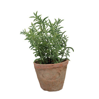 Esschert Design Thyme in Aged Terracotta Pot