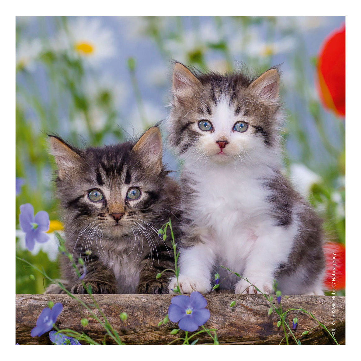 Ravensburger Jigsaw Puzzle Jonk Kitten, 3x49st.