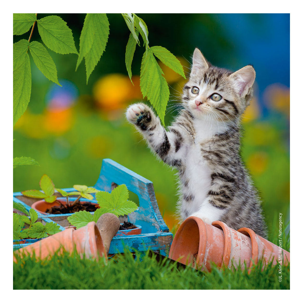Ravensburger Jigsaw Puzzle Jonk Kitten, 3x49st.