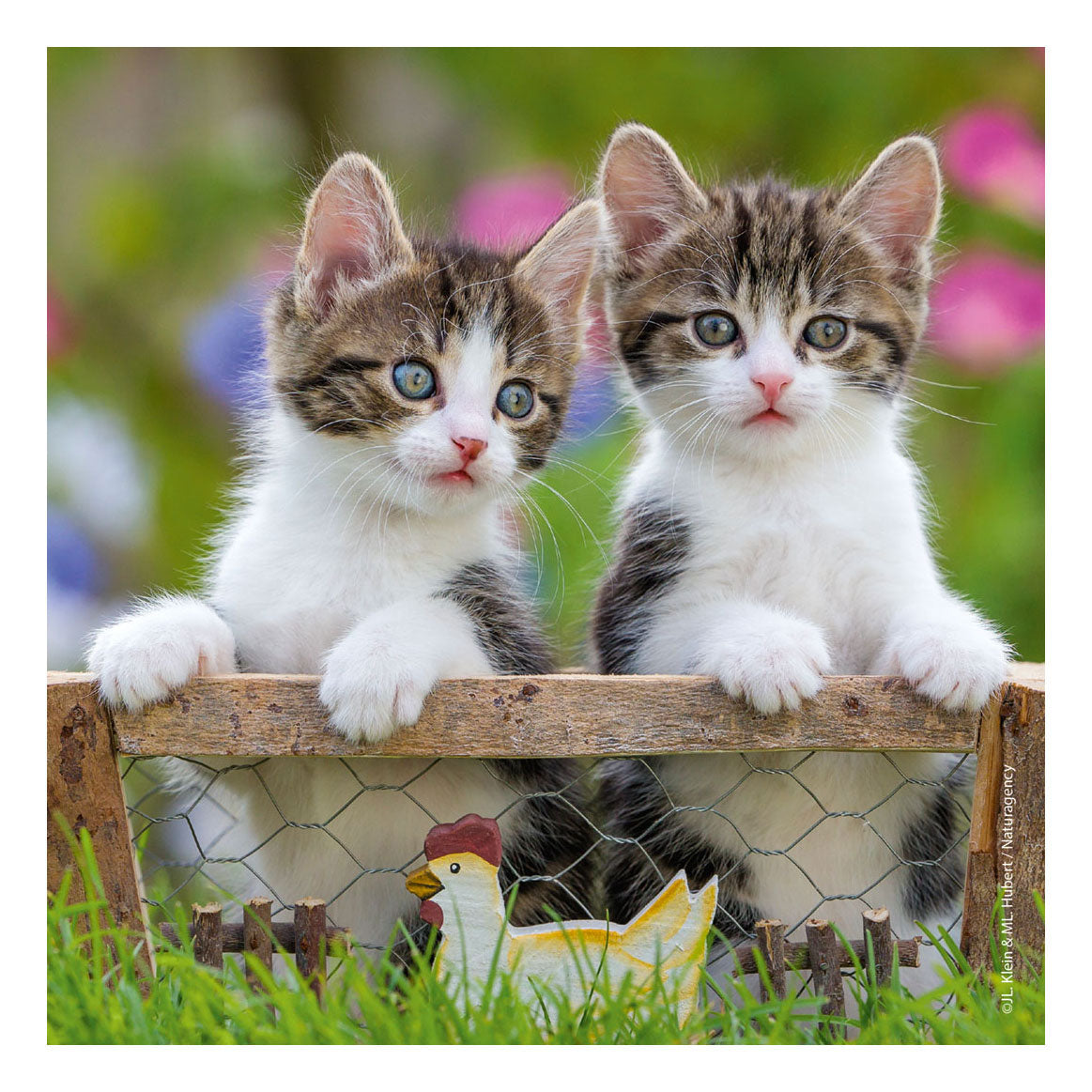 Ravensburger Jigsaw Puzzle Jonk Kitten, 3x49st.