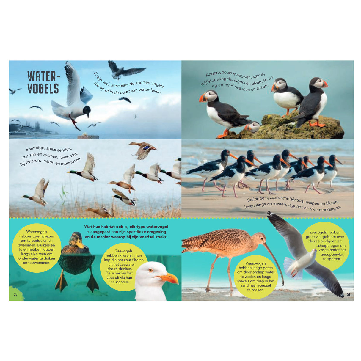 Rebo Editors Vogels - Diario di guida e natura per bambini