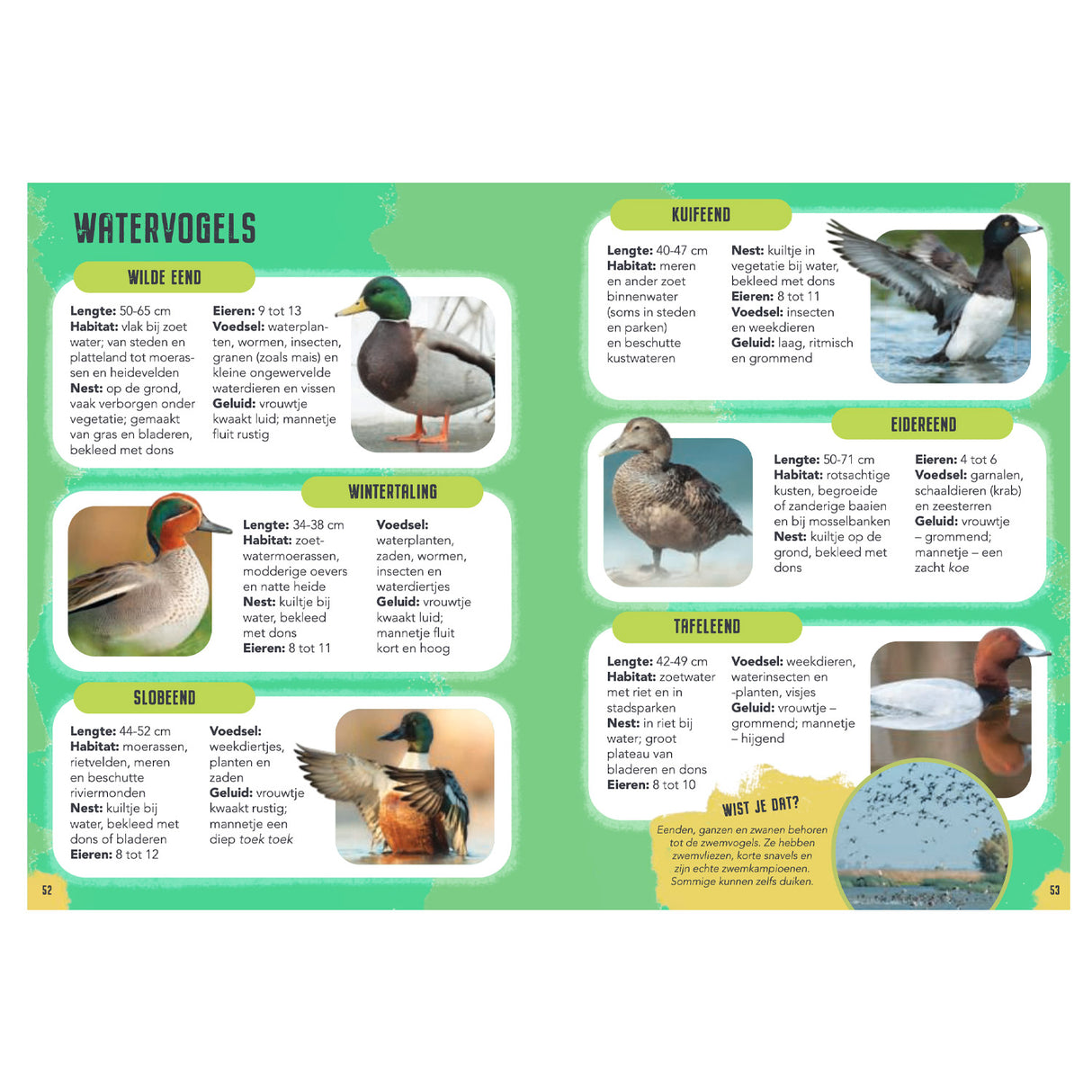 Rebo Editors Vogels - Diario di guida e natura per bambini