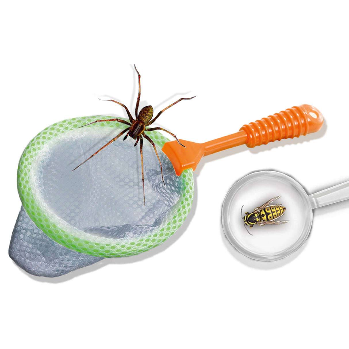 SES Explore - Explorer Insect