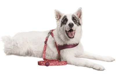 Morso Dog leash Recycled Pink Think Pink