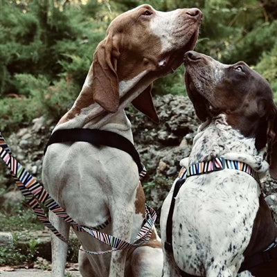 Morso hundebelte justerbar resirkulert spaghetti -hendelse