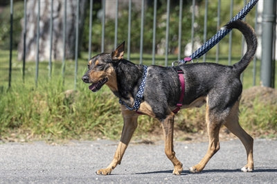 Morso Dog Haren H-Her genanvendt strømstrøm sort sort