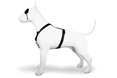 Morso Hond Hiemness H-hirem recycléiert Gold Camiar Gold