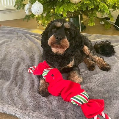 Happy Pet Top n Tail Ropee Christmas Cracker Red
