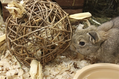 Nature First Happy Pet Playball Willow