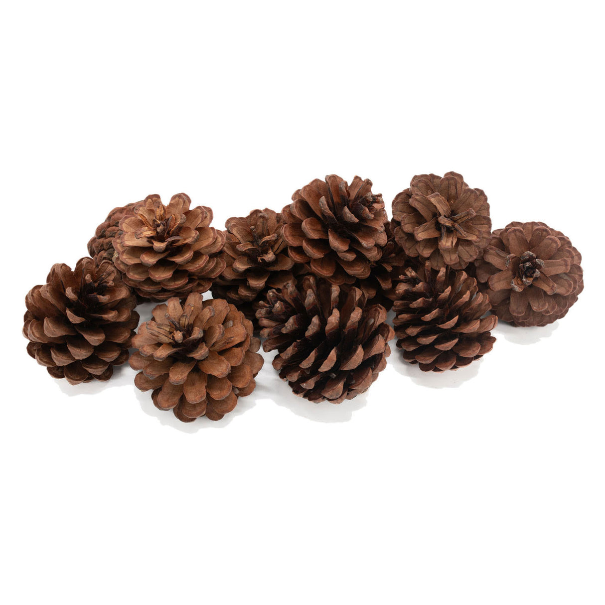 Colorations pine cones, 12st.