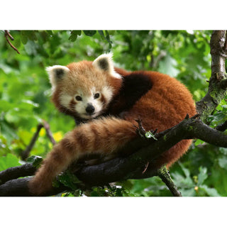 Ravensburger Jigsaw Puzzle süßer roter Panda, 500st.