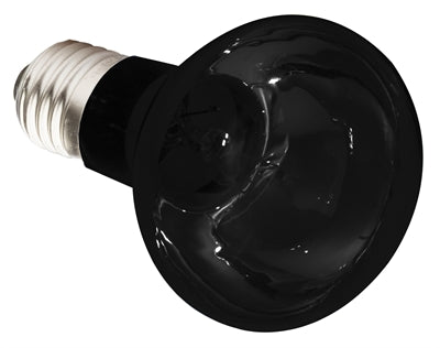 Lampe de lampe de nuit de Komodo