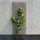 Nature Nature Latwerk 60x180 cm naravne vrbe rjave barve