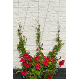 Nature Nature Spandraad System til klatring af planter 6040760