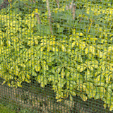 Nature Garden Screen Square Gaas 5x5 mm 1x3 m zelená