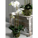 Emerald Emerald Art Plant Butterfly Orchidee 70 cm Weiß