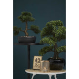 Smaragd Emerald Art Plant Ceder Bonsai Green 32 cm 420001