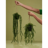 Emerald Emerald Art Plante suspendue dans Pot Ficus pumila 60 cm
