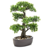 Pianta d'arte di smeraldo smeraldo in pentola marrone ficus minibonsai 43 cm