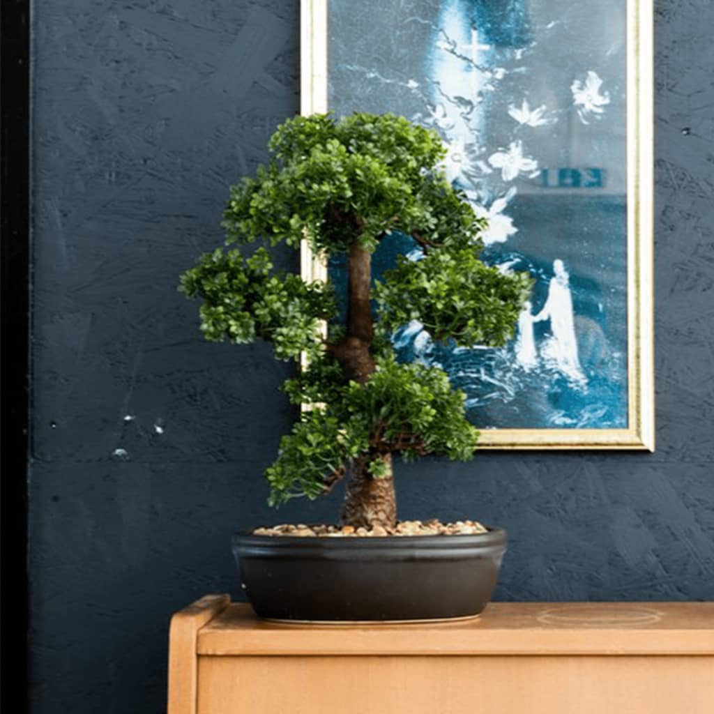 Pianta d'arte di smeraldo smeraldo in pentola marrone ficus minibonsai 43 cm