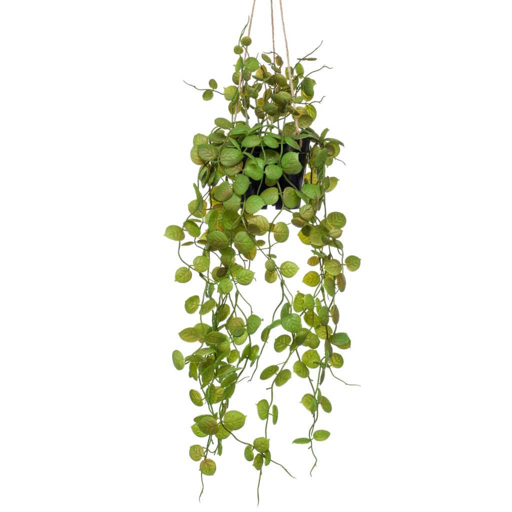 Szmaragdowa szmaragdowa roślina sztuki wisząca w roślinie Latarni w doniczce 50 cm
