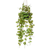 Szmaragdowa szmaragdowa roślina sztuki wisząca w roślinie Latarni w doniczce 50 cm