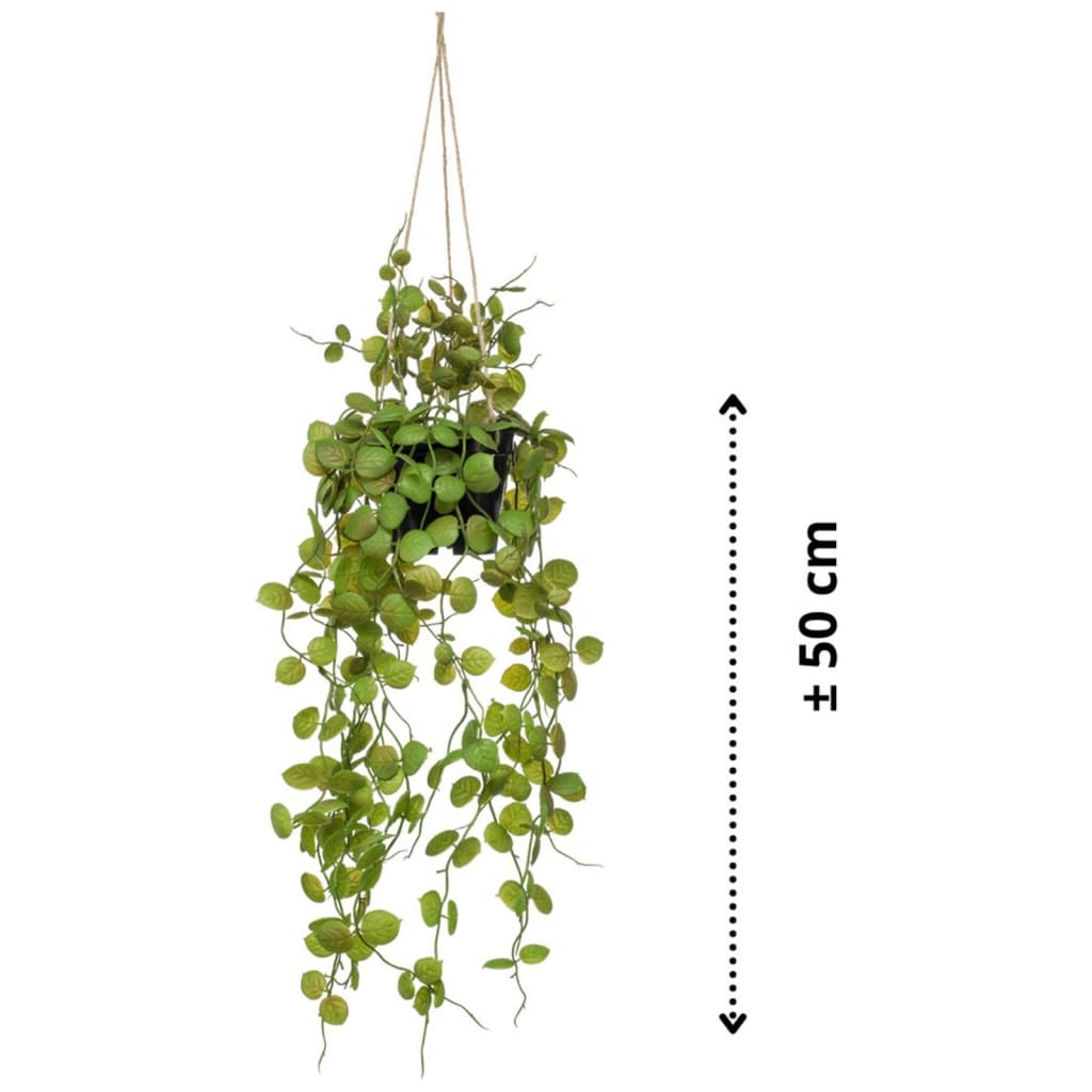 Szmaragdowa szmaragdowa roślina sztuki wisząca w roślinie Latarni w doniczce 50 cm