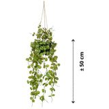 Szmaragdowa szmaragdowa roślina sztuki wisząca w roślinie Latarni w doniczce 50 cm