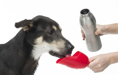 Kong h2o pitno steklenico iz nerjavečega jekla pomaranča