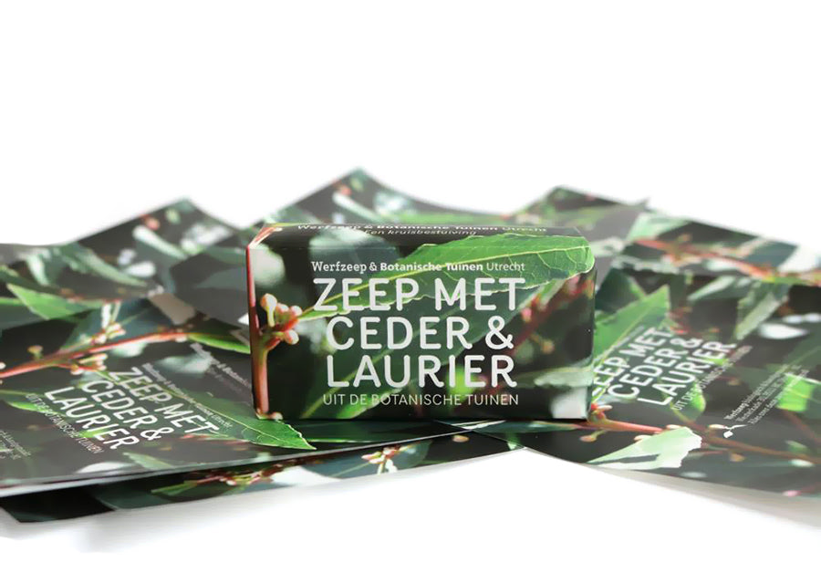 Werfzee werf milo botanični vrtovi cedar laurel