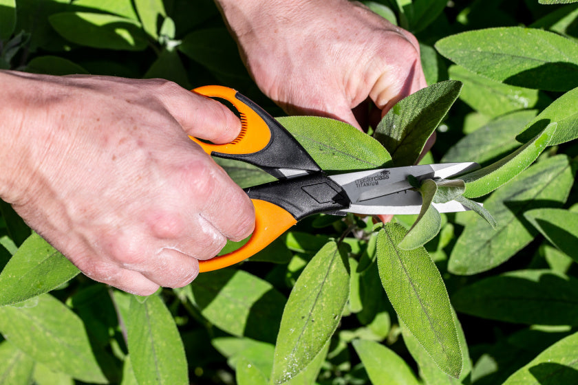 Masterclass Herb Ciseaux 15 cm en acier inoxydable en caoutchouc noir orange
